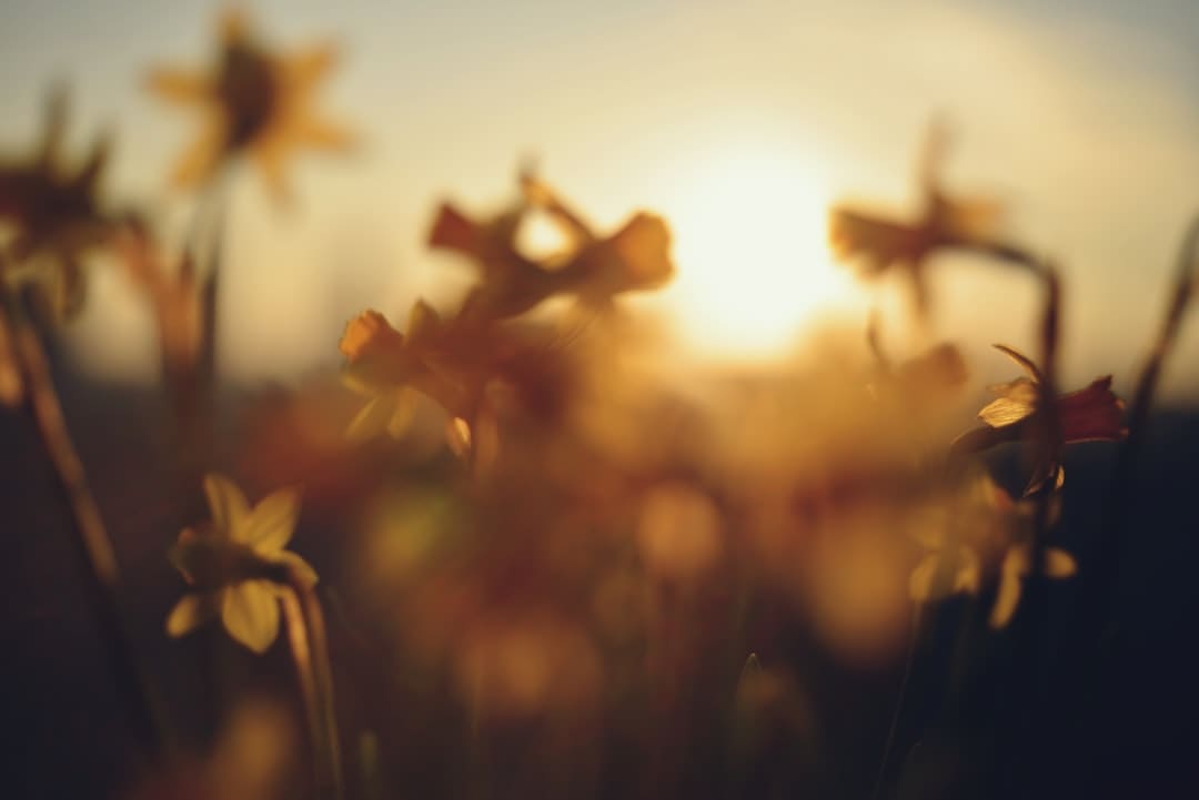 核桃仁做菜的菜谱
